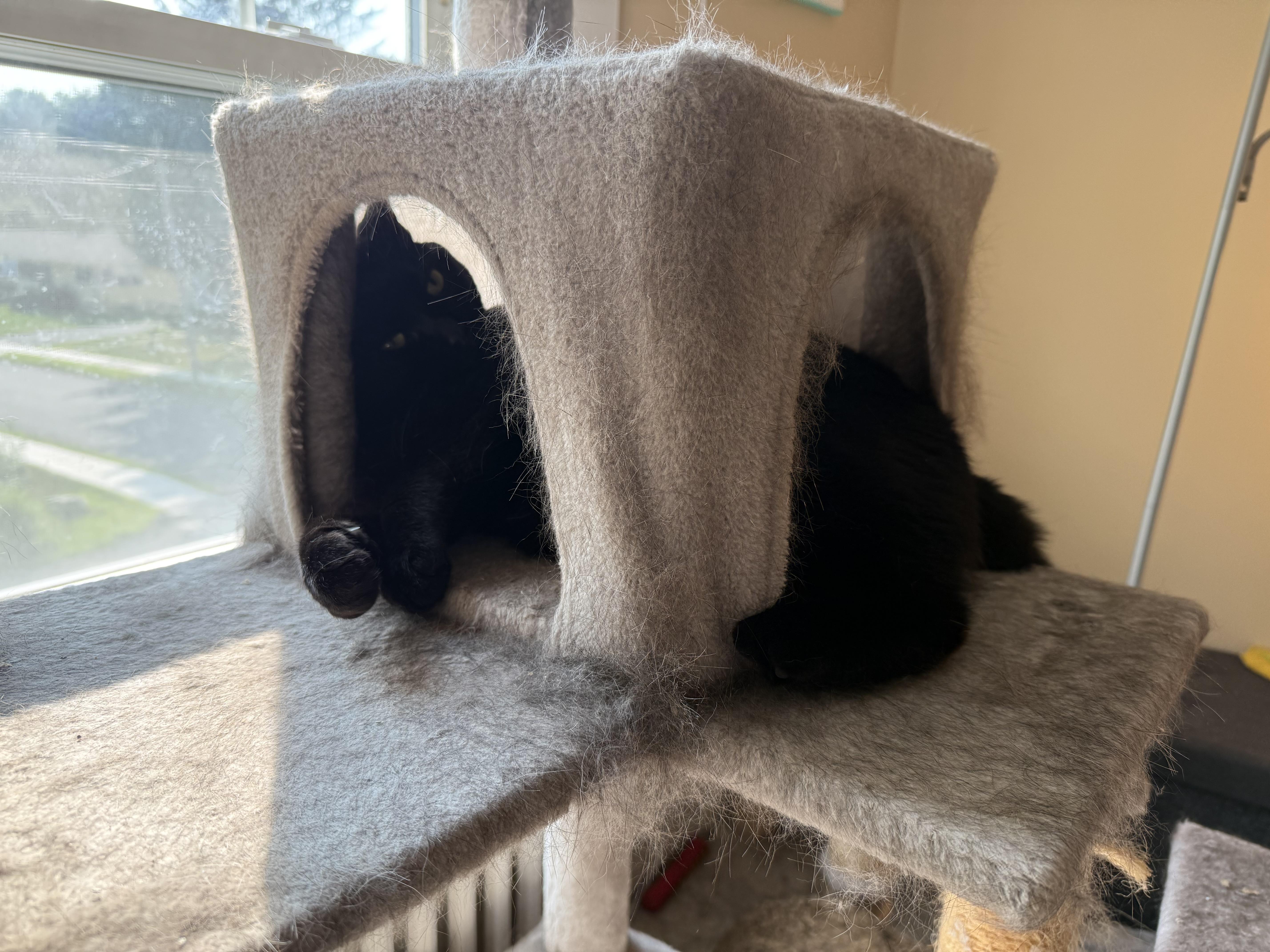 Enlarge Millie & Mia, a ADOPTABLE Domestic Short Hair in Canton, MA image 5/6