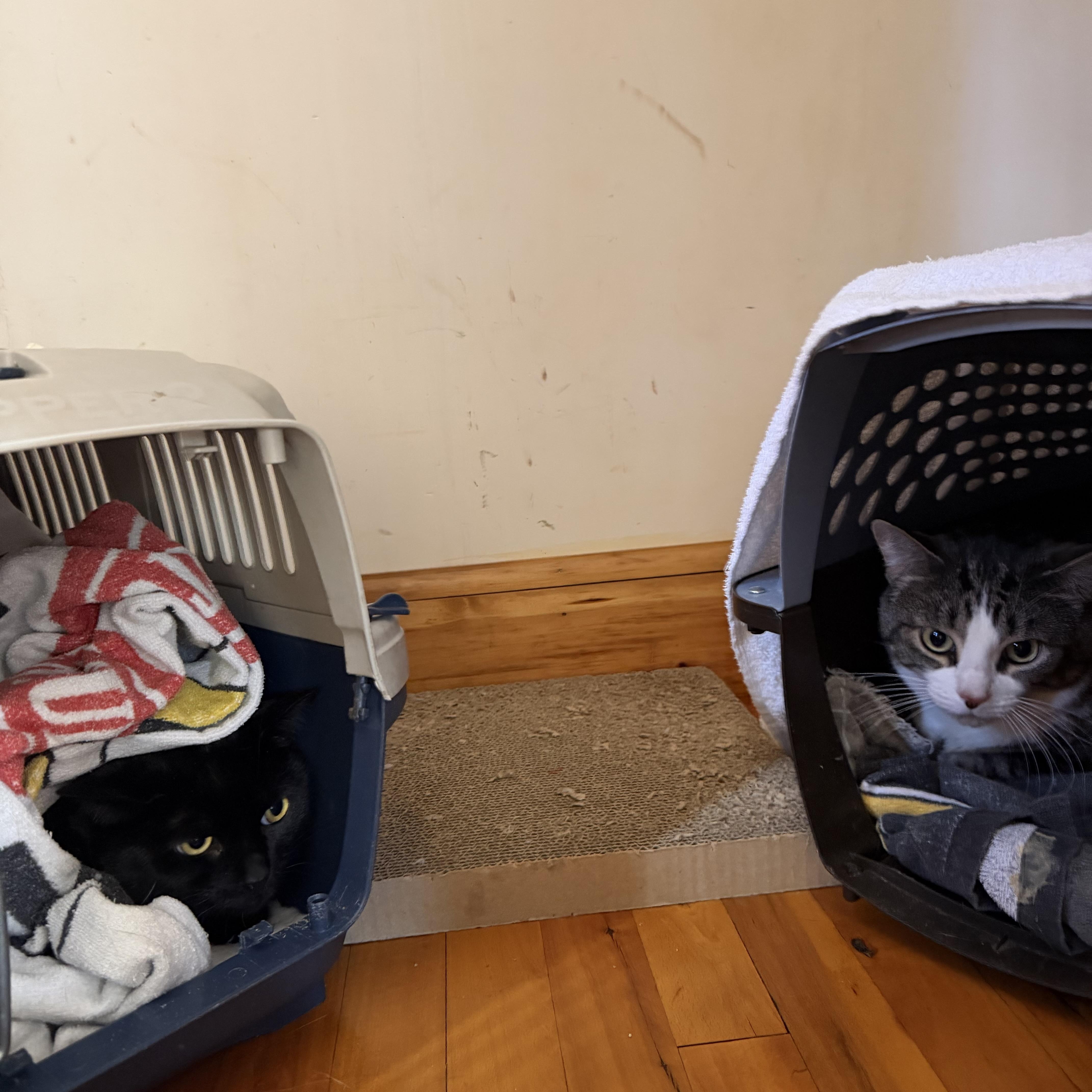 Millie & Mia, ADOPTABLE, Adult Female Domestic Short Hair.