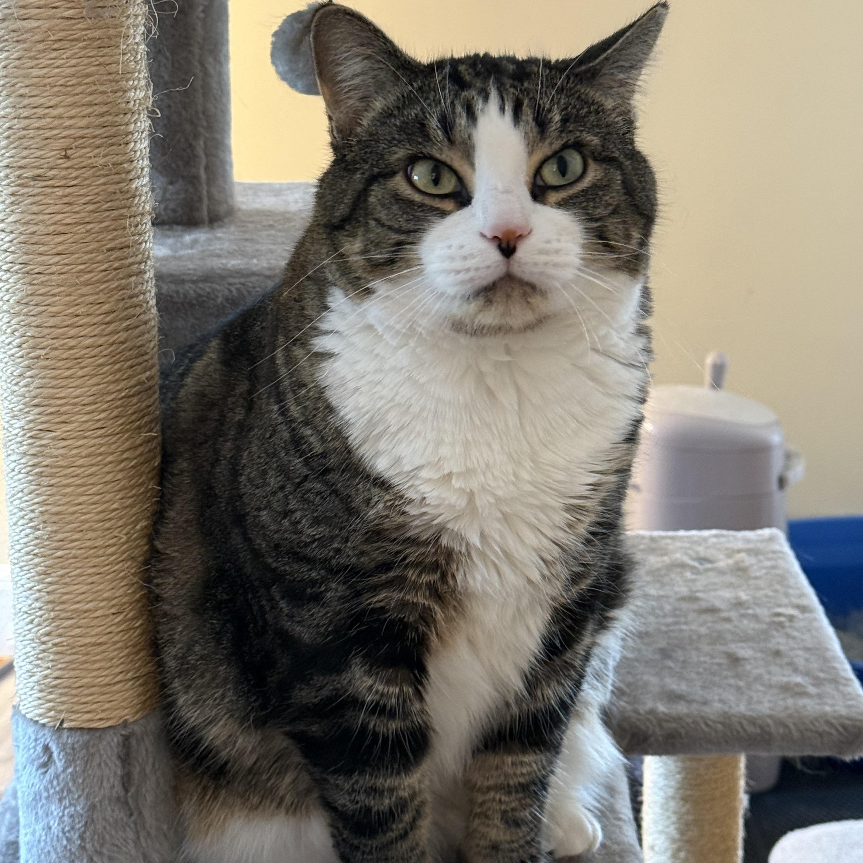 Enlarge Millie & Mia, a ADOPTABLE Domestic Short Hair in Canton, MA image 4/6