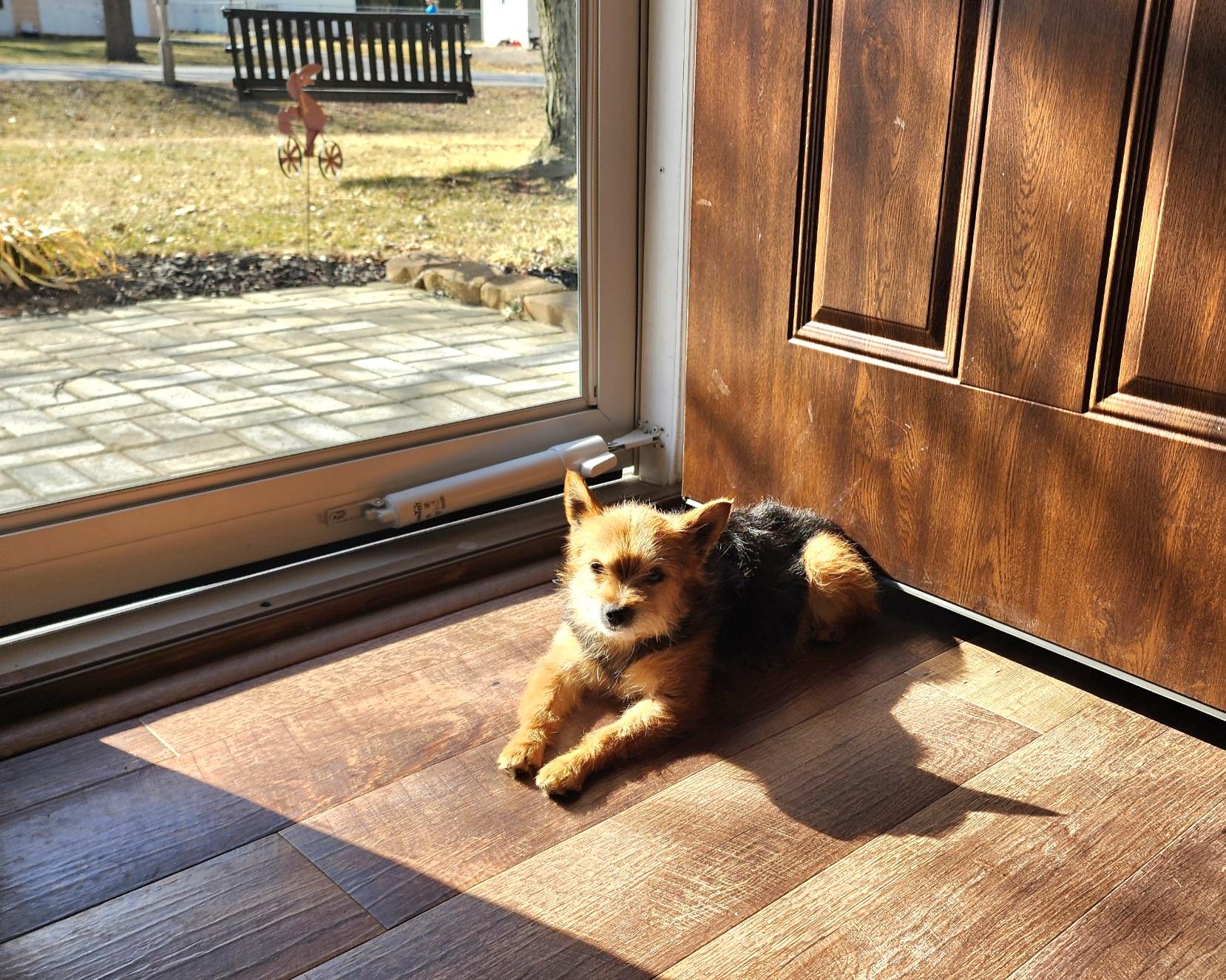 Enlarge Gracie Lou, a Adopted mixed breed in Maumee, OH image 1/3