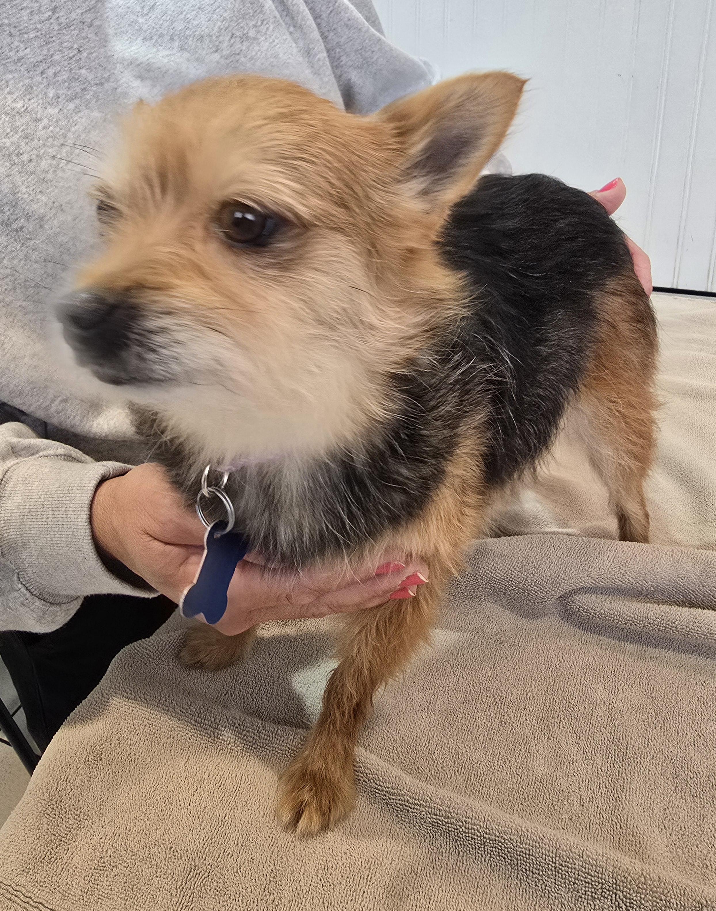 Enlarge Gracie Lou, a Adopted mixed breed in Maumee, OH image 2/3