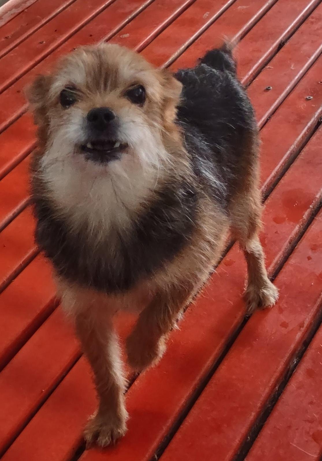 Enlarge Gracie Lou, a Adopted mixed breed in Maumee, OH image 3/3