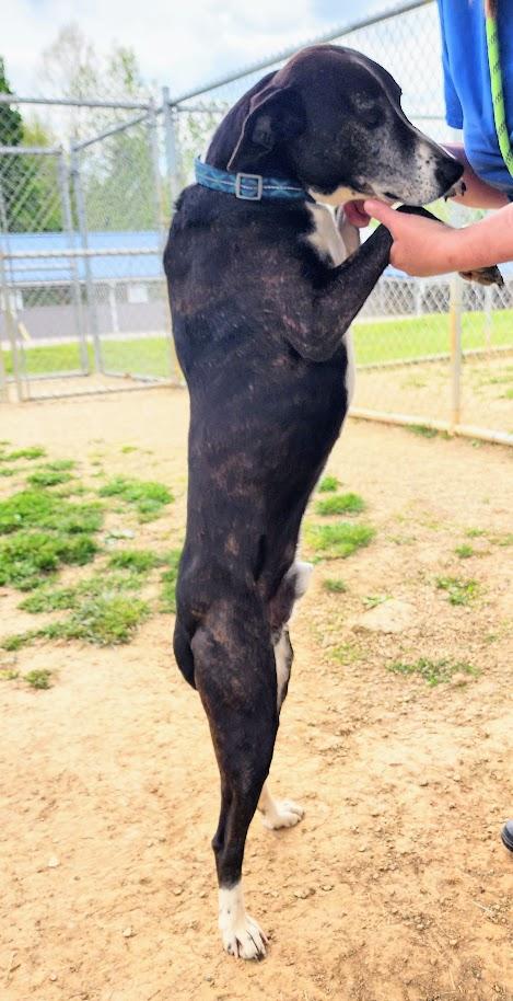 Tahoe 110-26, a ADOPTABLE mixed breed in Cambridge, OH image 5/6