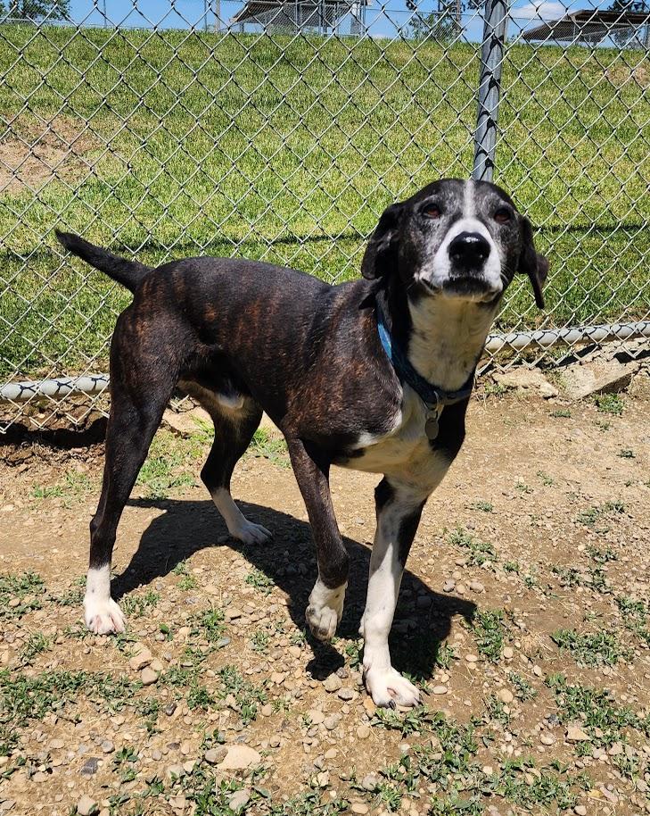 Tahoe 110-26, ADOPTABLE, Adult Male Mixed Breed.