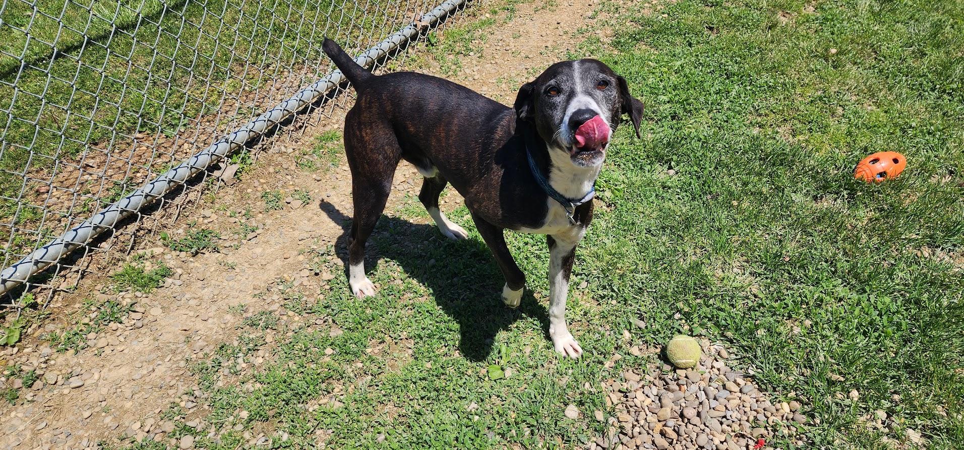 Tahoe 110-26, a ADOPTABLE mixed breed in Cambridge, OH image 3/6