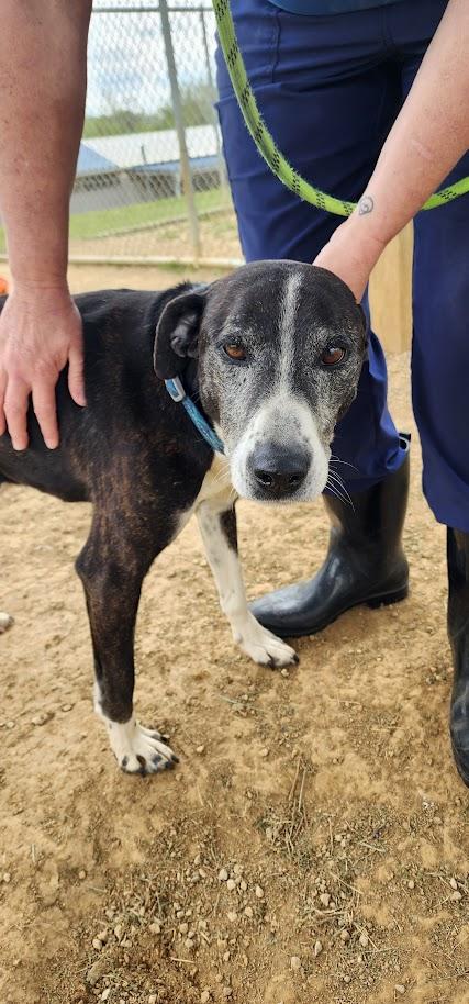 Tahoe 110-26, a ADOPTABLE mixed breed in Cambridge, OH image 4/6