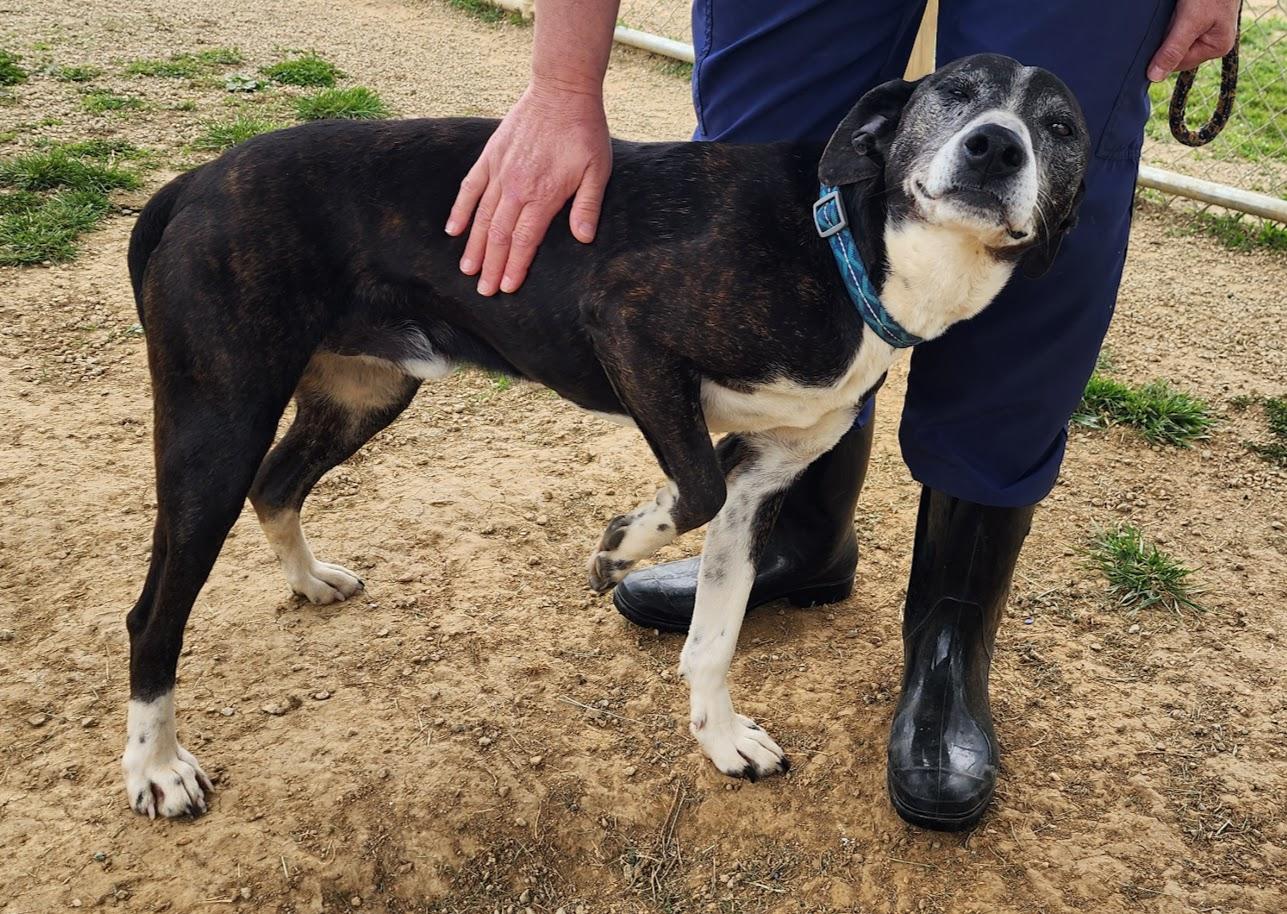 Tahoe 110-26, a ADOPTABLE mixed breed in Cambridge, OH image 6/6