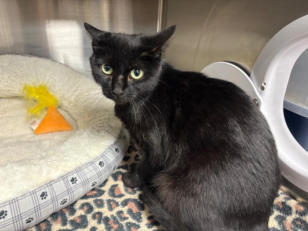 Flavia, Adoptable, Young Female Domestic Short Hair.