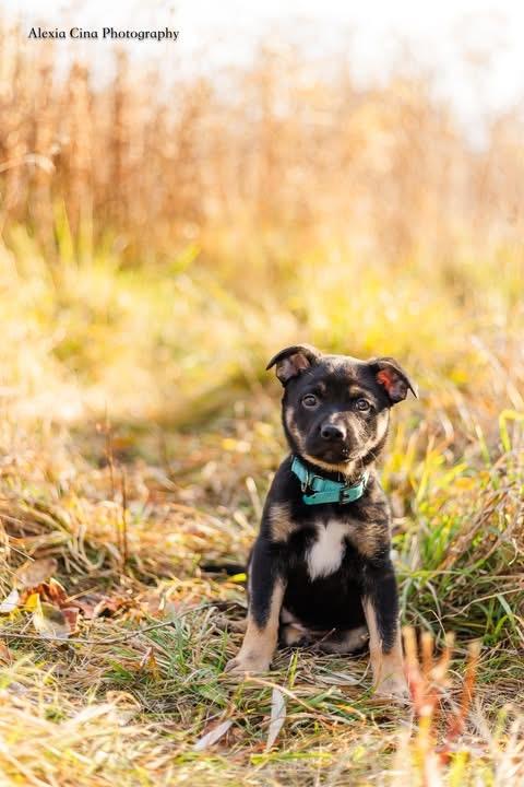 Natalie, Adoptable, Puppy Female German Shepherd Dog & Boston Terrier.