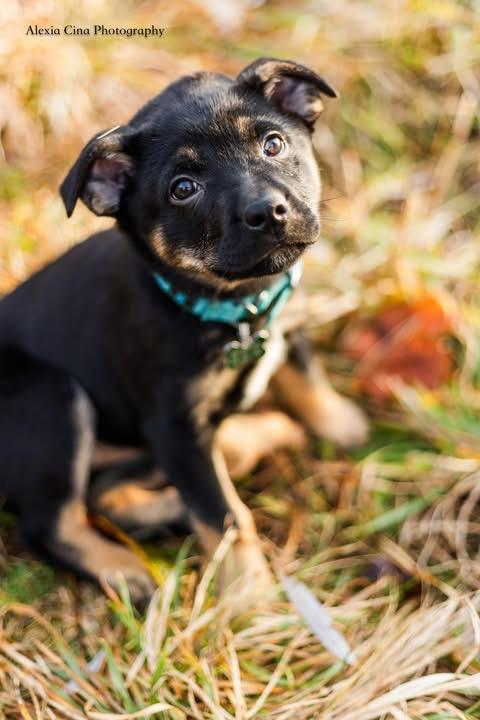 Enlarge Natalie, a Adoptable mixed breed in Drumbo, ON image 2/4