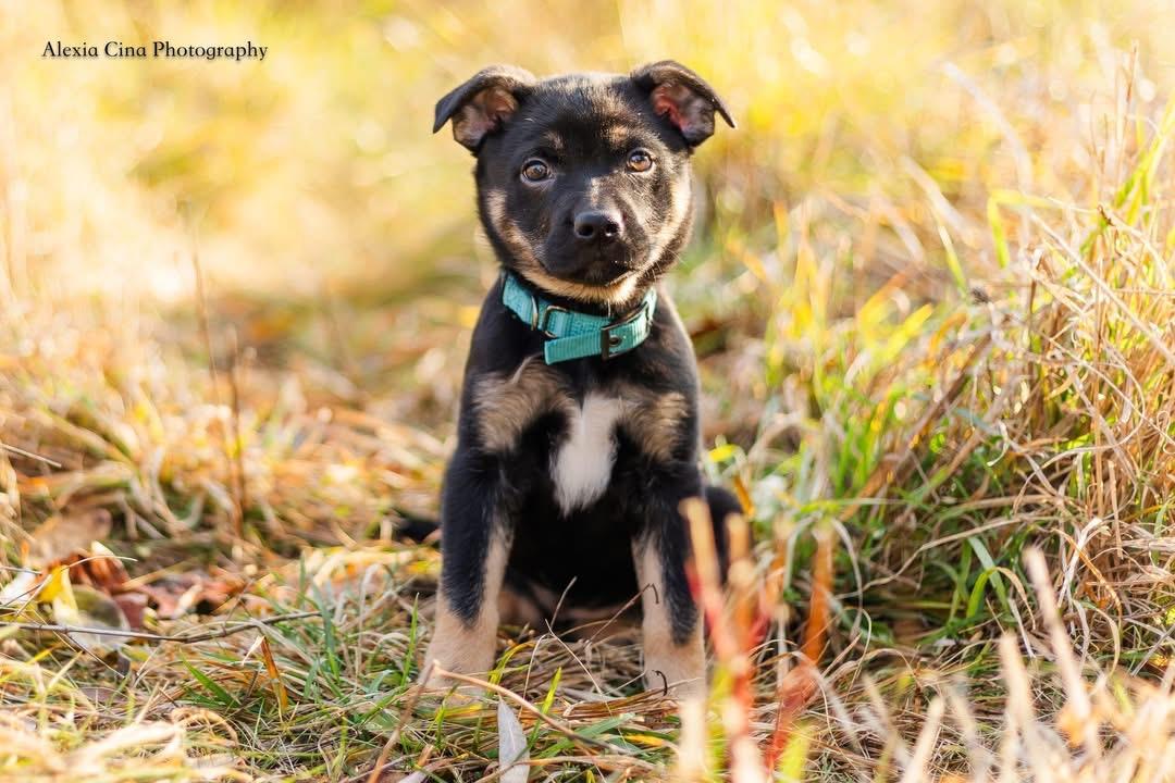 Enlarge Natalie, a Adoptable mixed breed in Drumbo, ON image 3/4