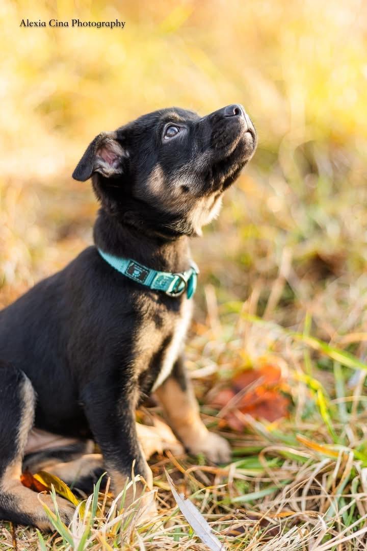 Enlarge Natalie, a Adoptable mixed breed in Drumbo, ON image 4/4