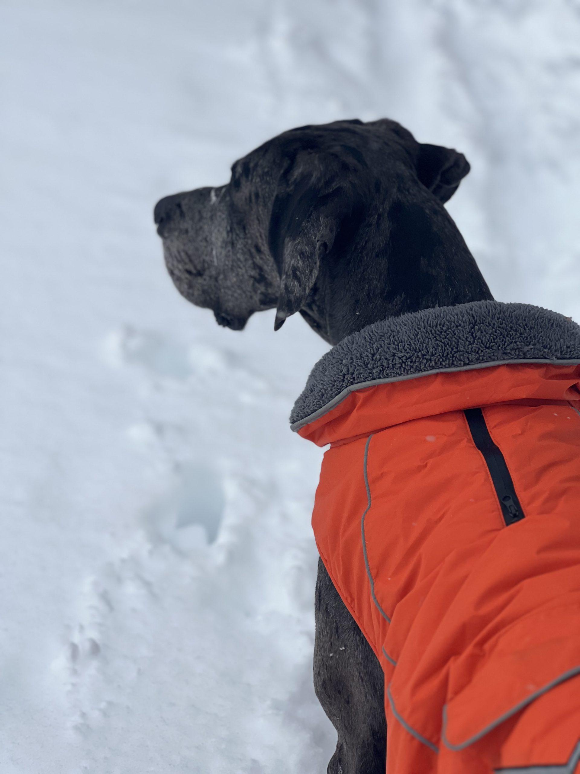 Enlarge Rocky, a ADOPTABLE Great Dane in Albany, NY image 2/4
