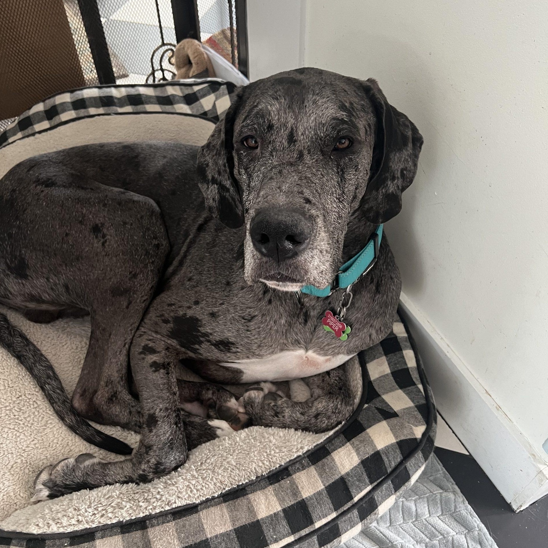 Enlarge Rocky, a ADOPTABLE Great Dane in Albany, NY image 4/4