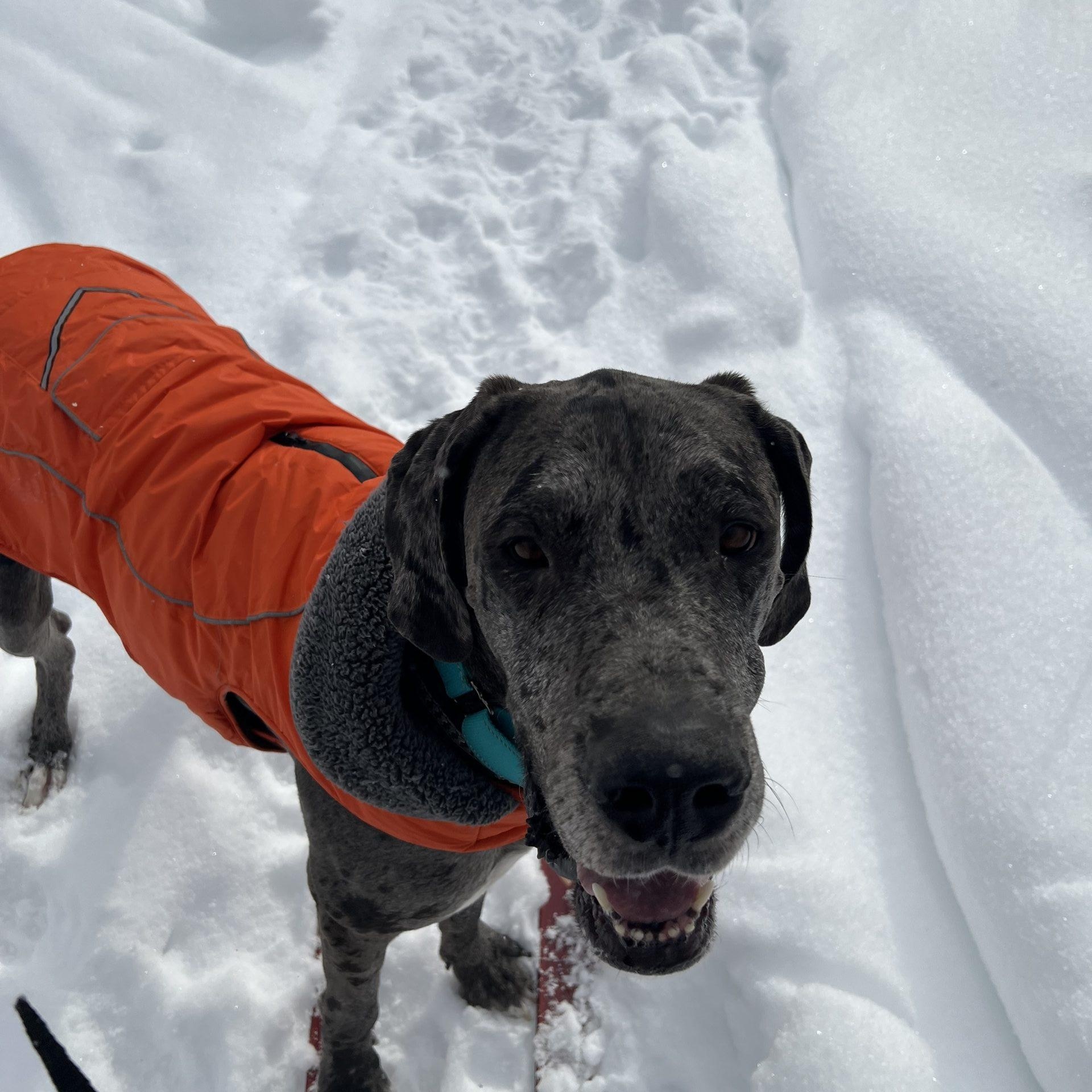 Rocky, ADOPTABLE, Young Male Great Dane.