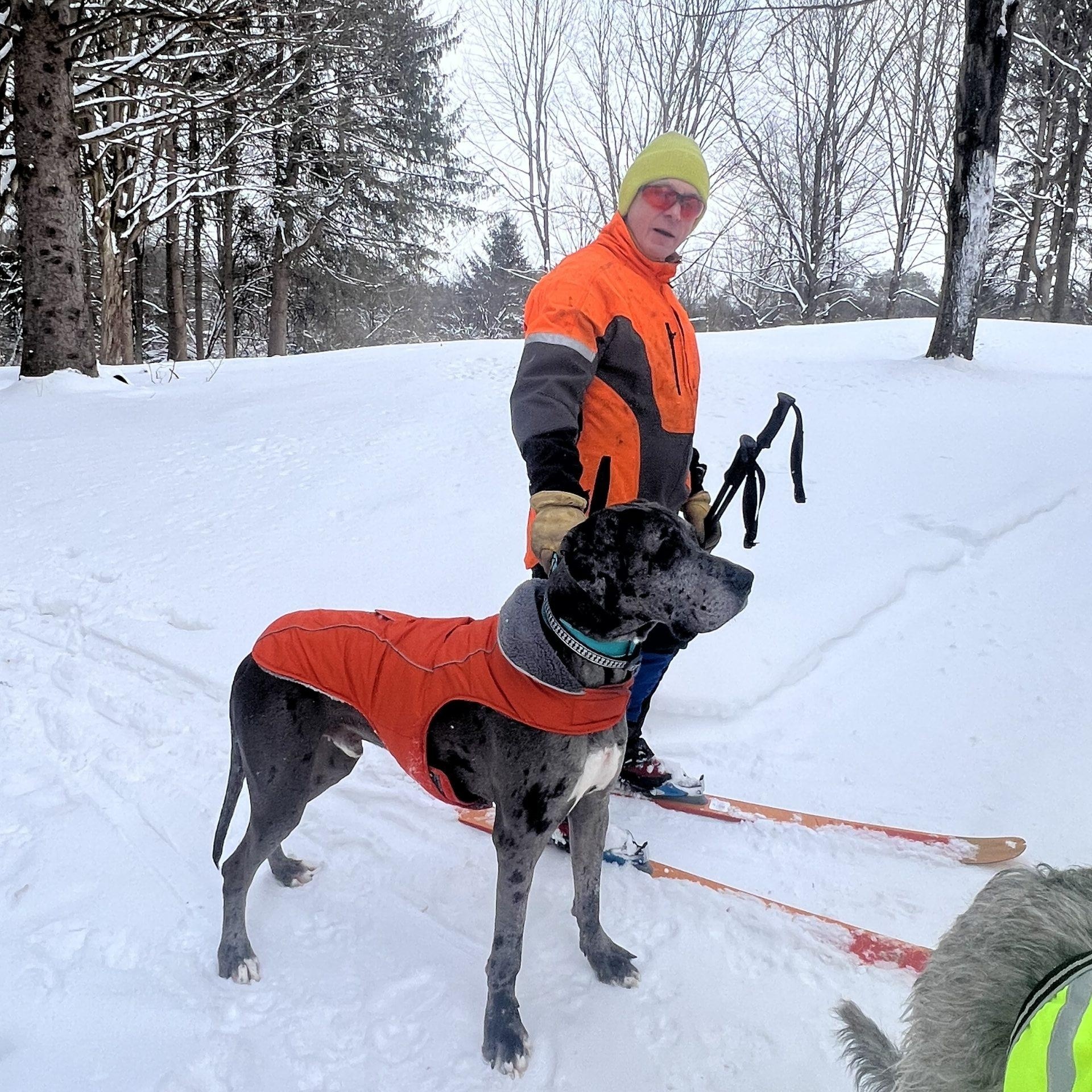 Enlarge Rocky, a ADOPTABLE Great Dane in Albany, NY image 3/4