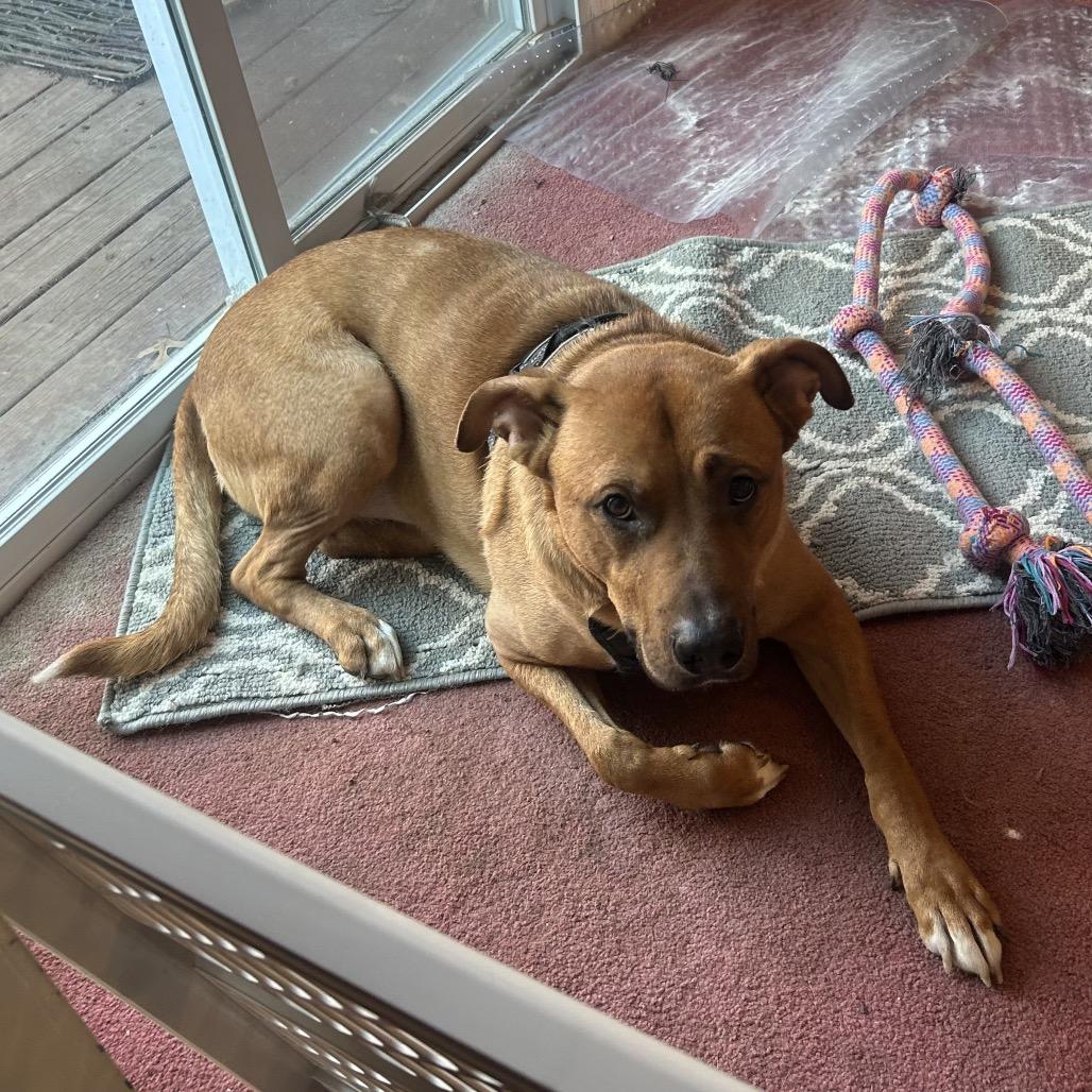 Tank, Adoptable, Adult Male Shepherd & Hound.