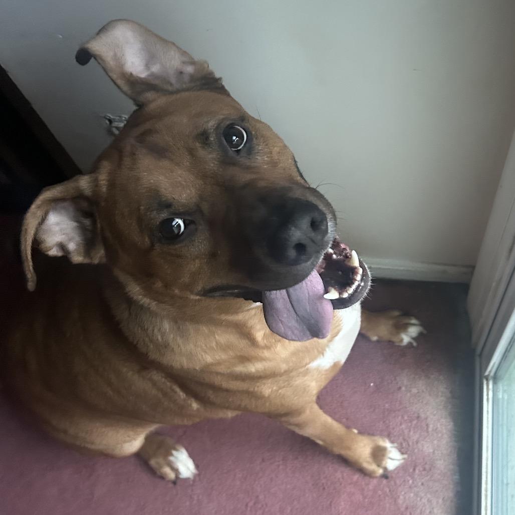 Enlarge Tank, a Adoptable mixed breed in Reisterstown, MD image 2/5