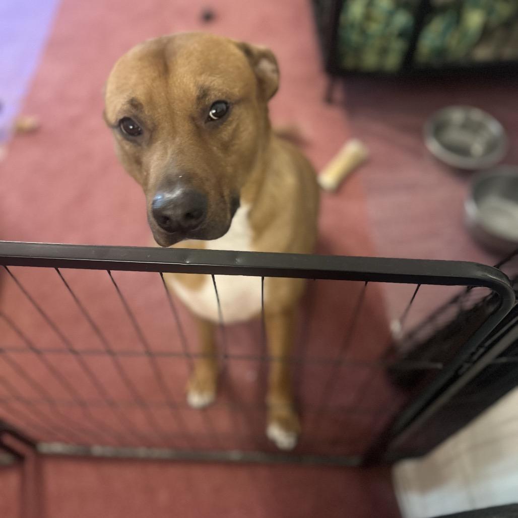 Enlarge Tank, a Adoptable mixed breed in Reisterstown, MD image 2/4