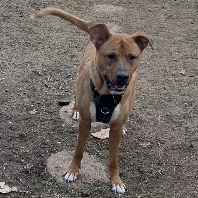 Enlarge Tank, a Adoptable mixed breed in Reisterstown, MD image 3/4