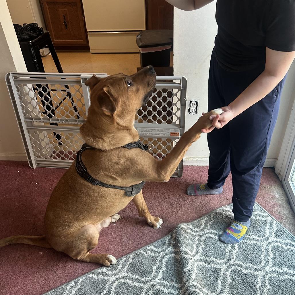 Enlarge Tank, a Adoptable mixed breed in Reisterstown, MD image 4/4