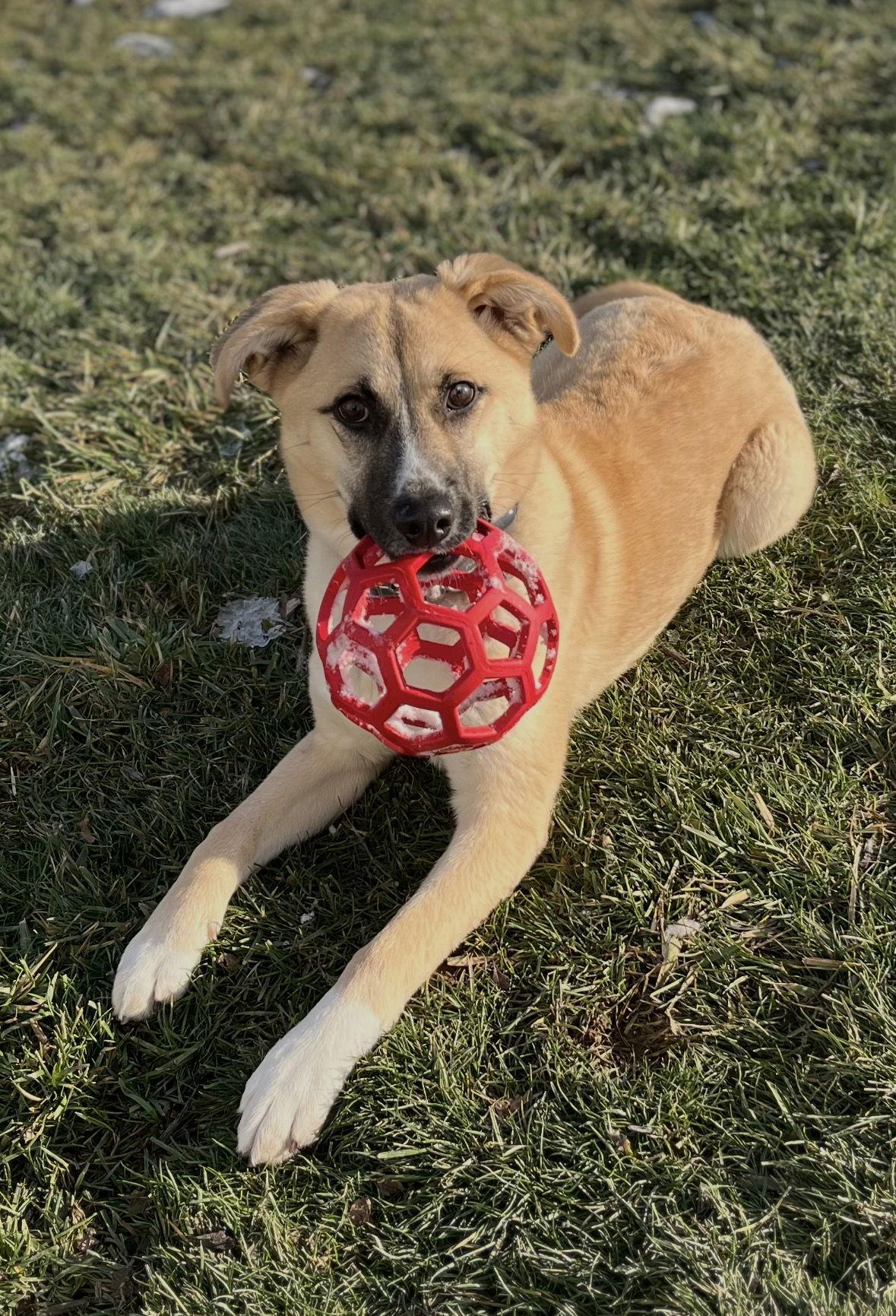 Toffee, Adoptable, Puppy Female Anatolian Shepherd & Chihuahua.