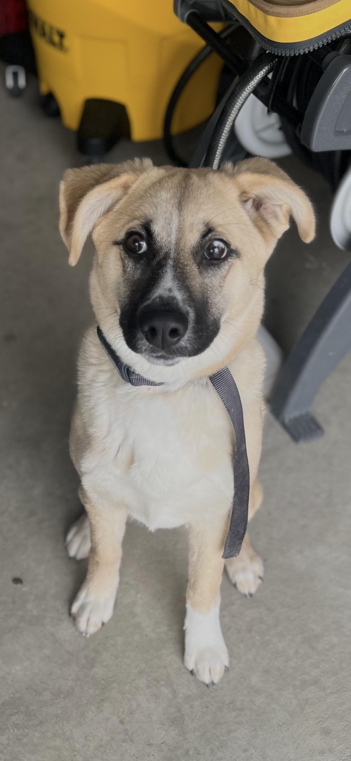 Enlarge Toffee, a Adoptable mixed breed in Cuyahoga Falls, OH image 2/3