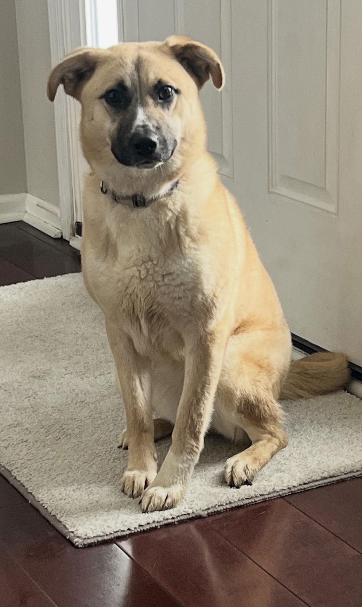 Enlarge Toffee, a Adoptable mixed breed in Cuyahoga Falls, OH image 3/3