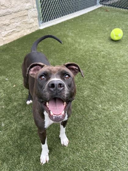 Enlarge Suzanne, a Adoptable mixed breed in Lafayette, IN image 1/2
