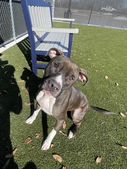 Suzanne, Adoptable, Adult Female Mixed Breed & Mixed Breed.