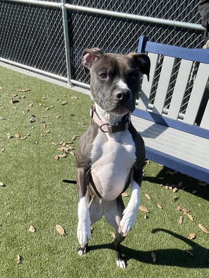 Suzanne, Adoptable, Adult Female Mixed Breed & Mixed Breed.