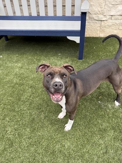 Enlarge Suzanne, a Adoptable mixed breed in Lafayette, IN image 2/2