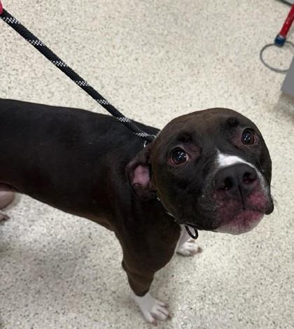 Enlarge Suzanne, a Adoptable mixed breed in Lafayette, IN image 3/3