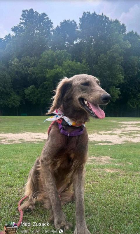 Alfie, Adopted, Young Male Afghan Hound.