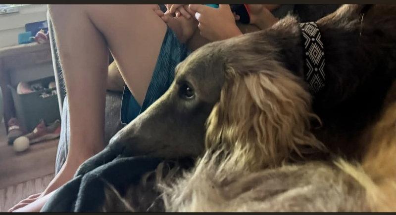 Enlarge Alfie, a Adopted Afghan Hound in Winston Salem, NC image 2/3