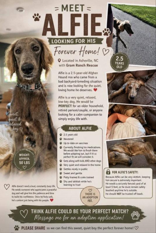 Enlarge Alfie, a Adopted Afghan Hound in Winston Salem, NC image 3/3