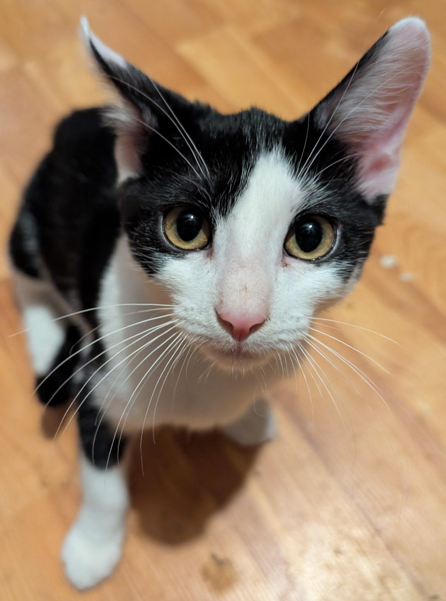 Moksha, a ADOPTABLE American Shorthair in Shelbyville, TN image 2/2