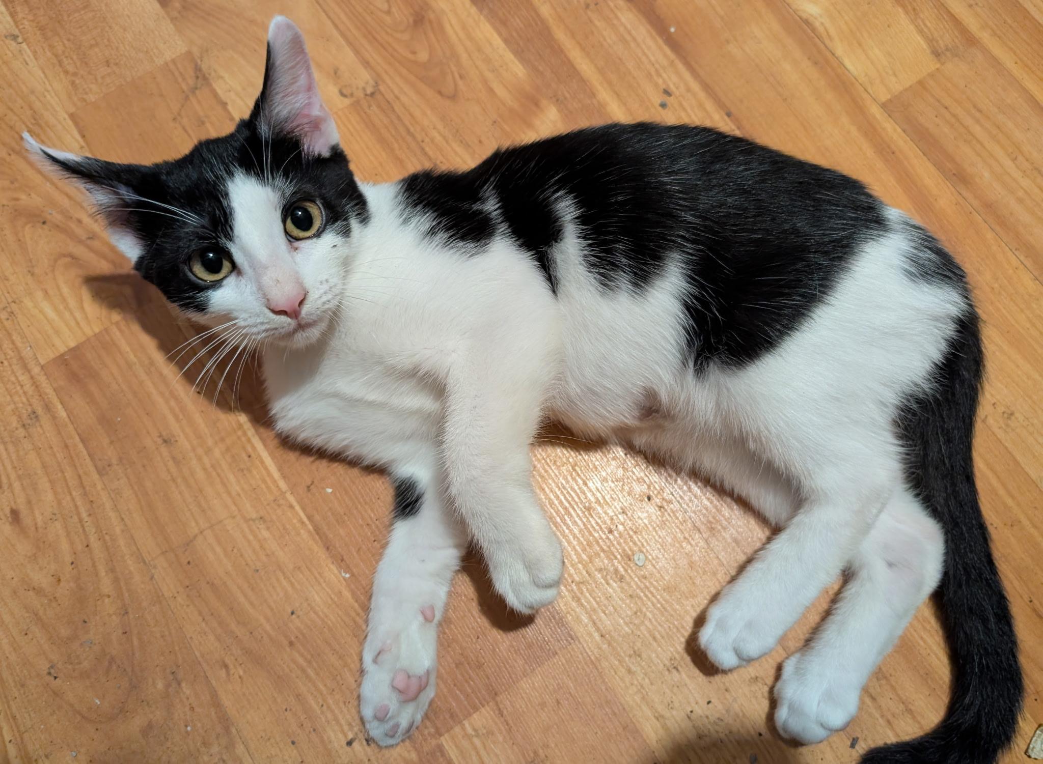 Moksha, ADOPTABLE, Kitten Male American Shorthair.