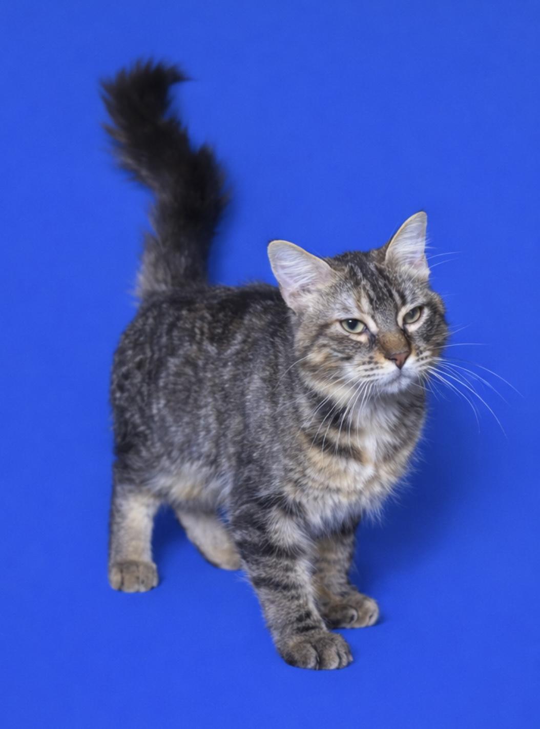 Enlarge Lina, a ADOPTABLE Domestic Medium Hair in GREENVILLE, NC image 1/2
