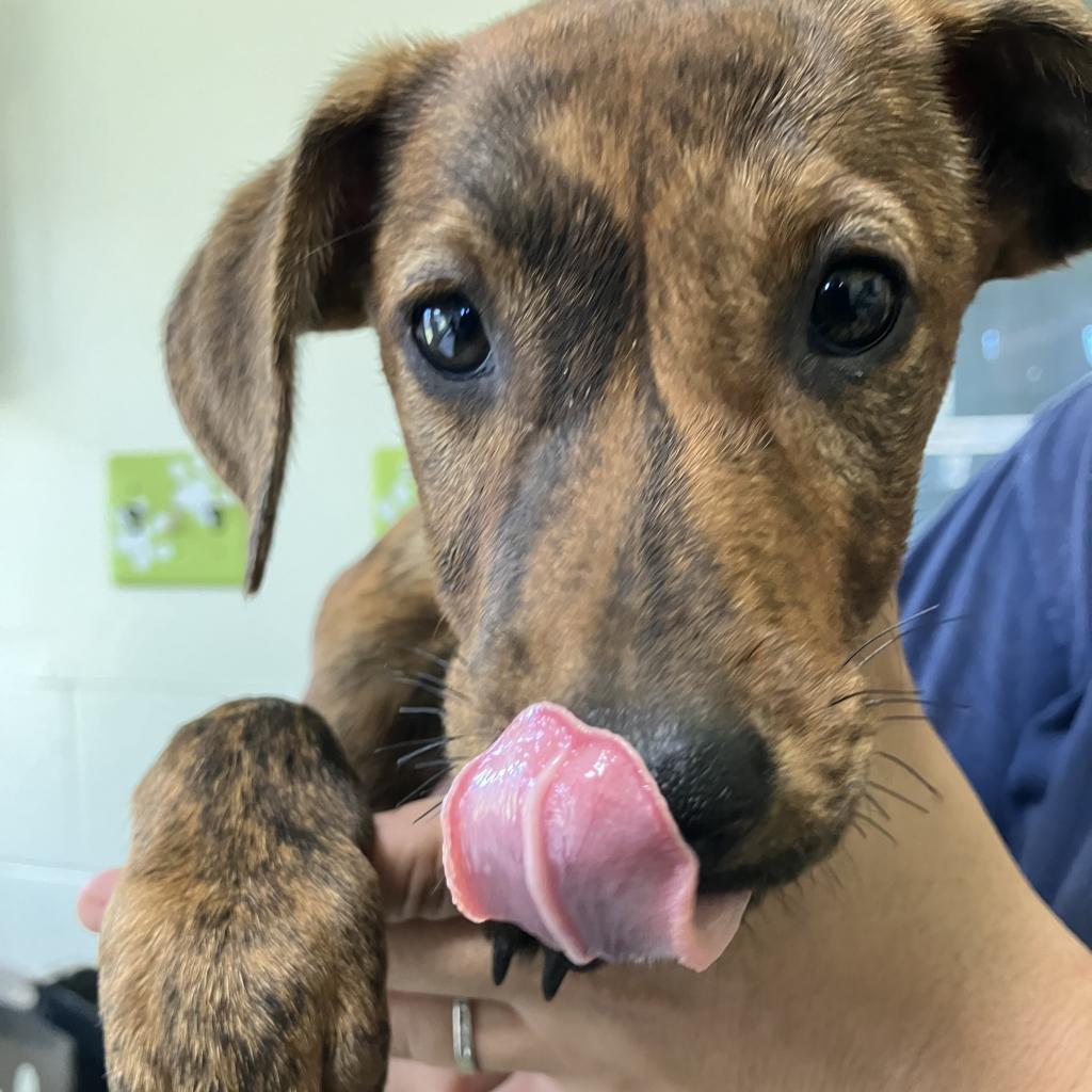 Enlarge Luna, a Adoptable Black Mouth Cur in Ferndale, WA image 1/1