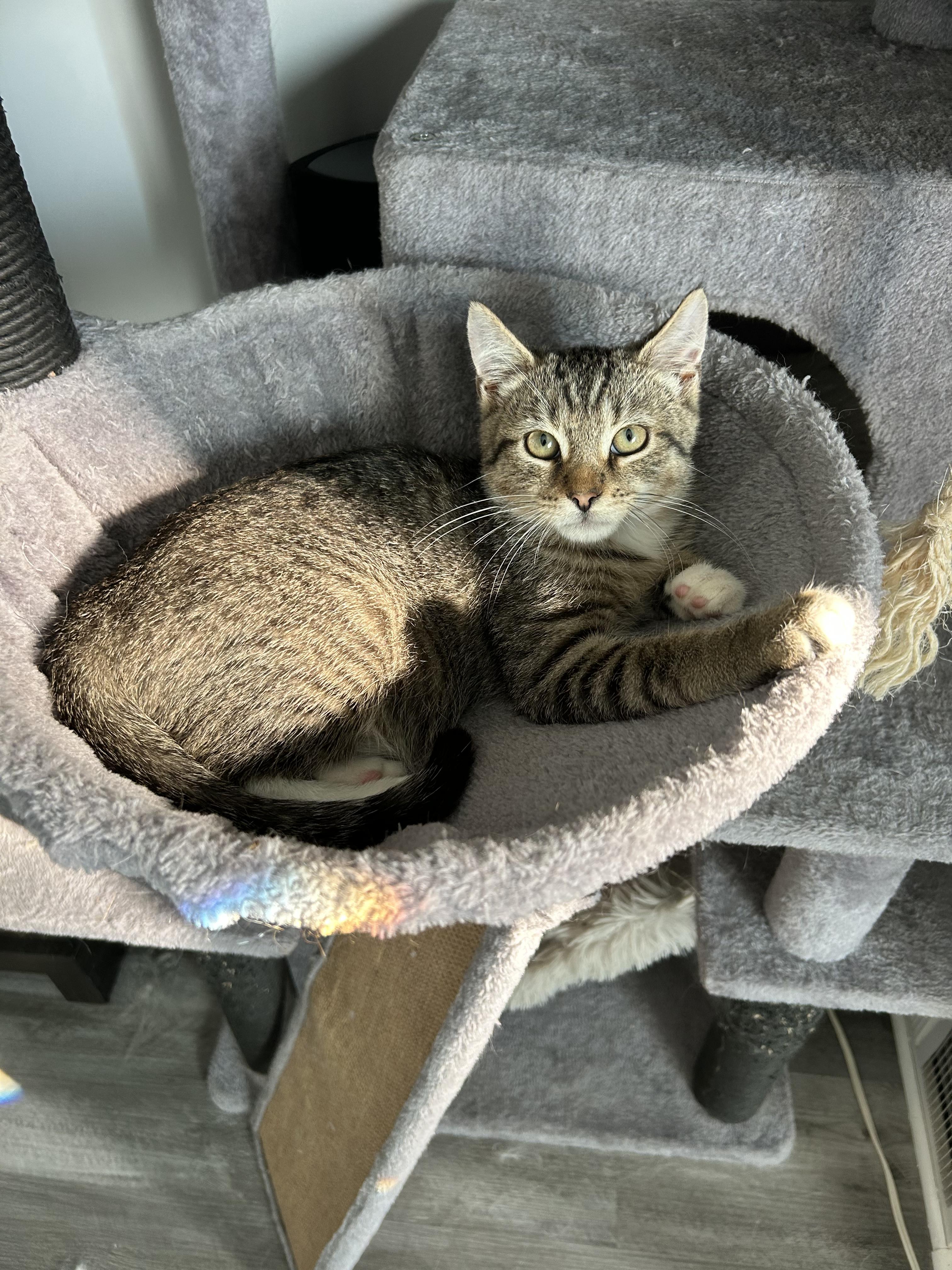 Enlarge Kovu, a Adoptable Domestic Short Hair in Bear, DE image 4/6