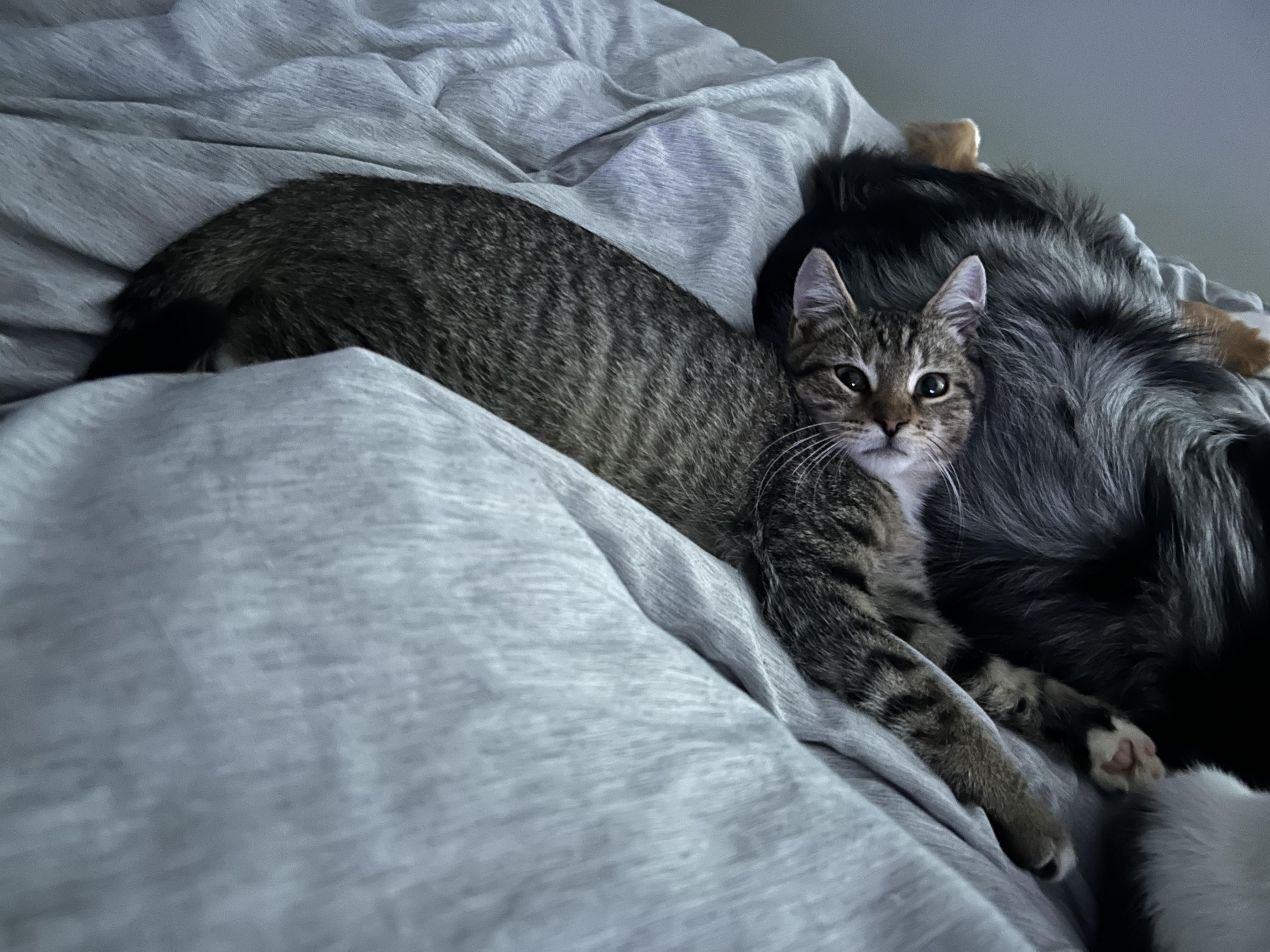 Enlarge Kovu, a Adoptable Domestic Short Hair in Bear, DE image 3/6