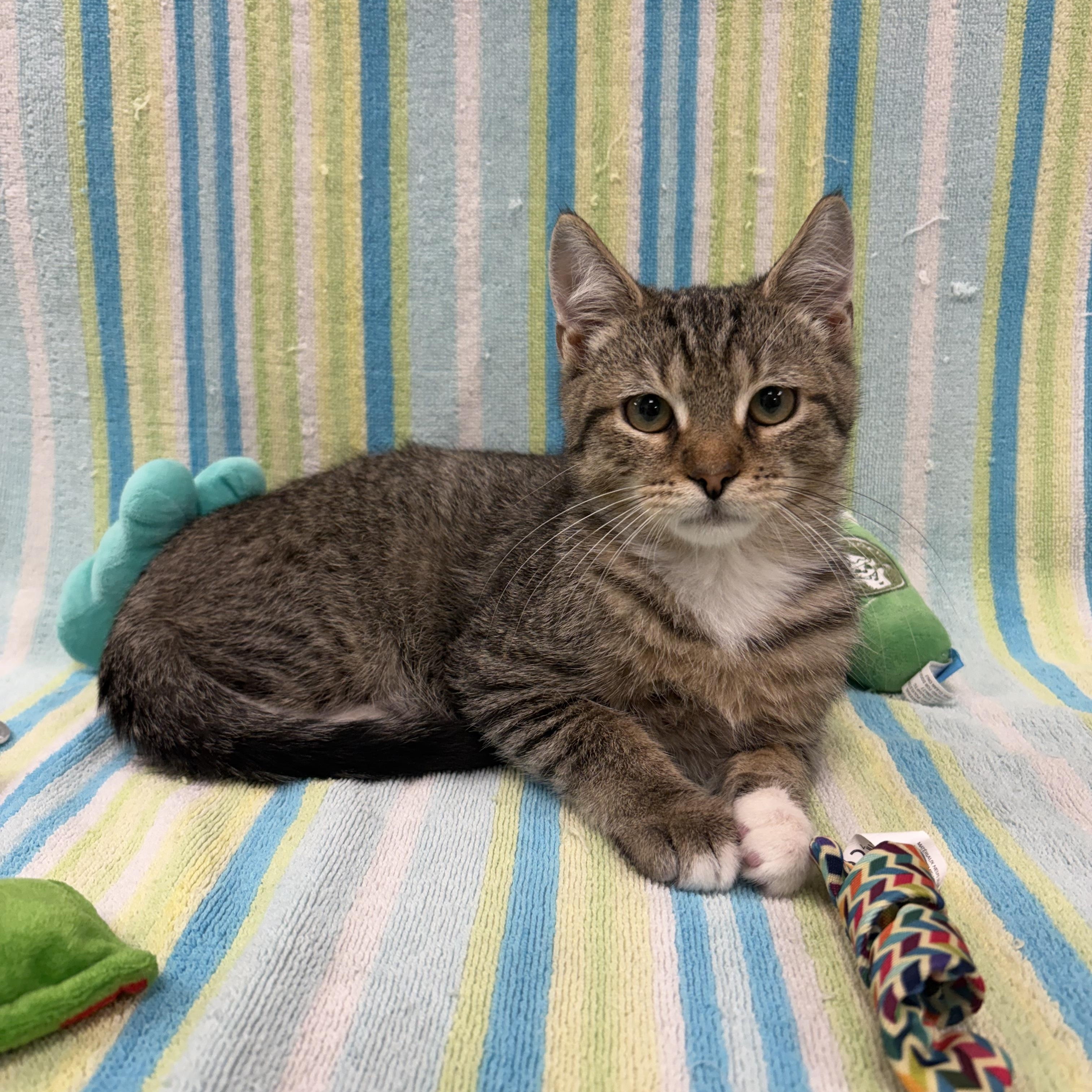 Enlarge Kovu, a Adoptable Domestic Short Hair in Bear, DE image 1/6