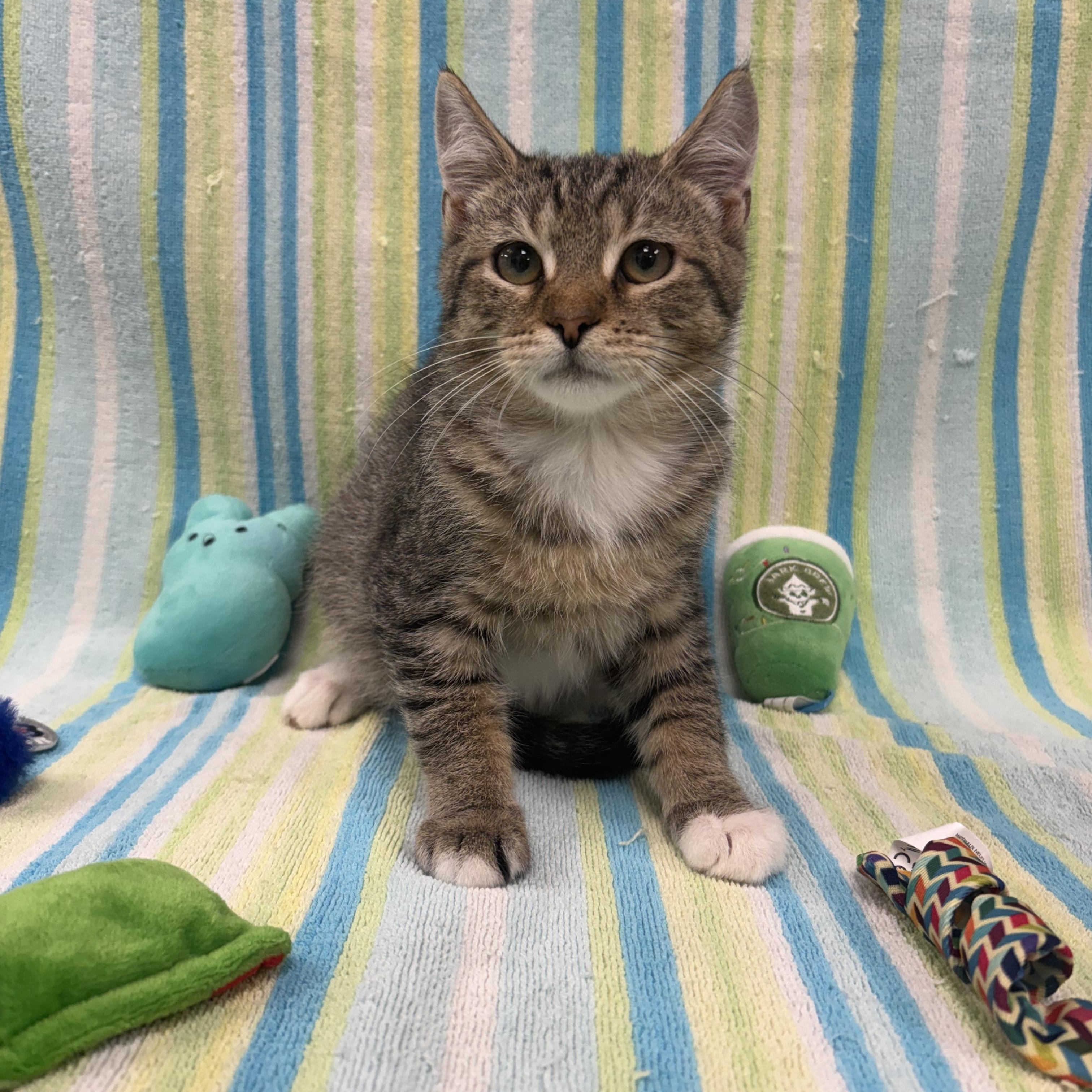 Enlarge Kovu, a Adoptable Domestic Short Hair in Bear, DE image 2/6