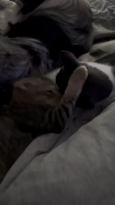 Enlarge Kovu, a Adoptable Domestic Short Hair in Bear, DE video 6/6