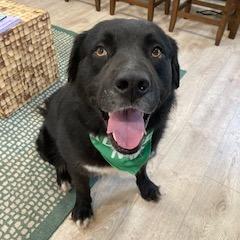 Enlarge BEAR (562), a Adoptable mixed breed in Indiantown, FL image 1/6