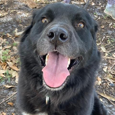 Enlarge BEAR (562), a Adoptable mixed breed in Indiantown, FL image 2/6