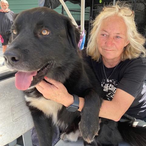 Enlarge BEAR (562), a Adoptable mixed breed in Indiantown, FL image 3/6