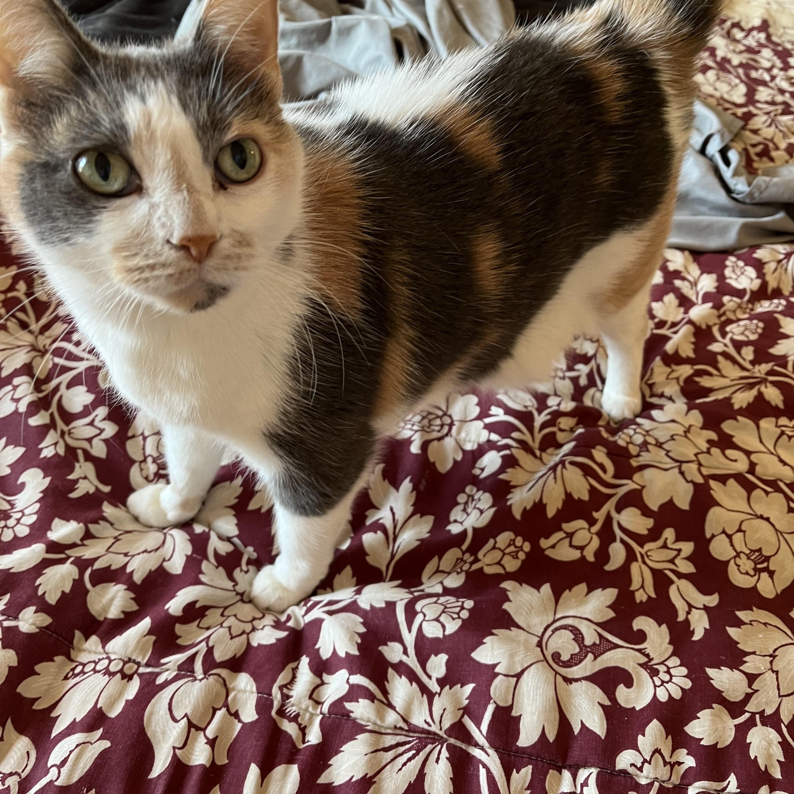 Kensie, Adopted, Adult Female Calico.