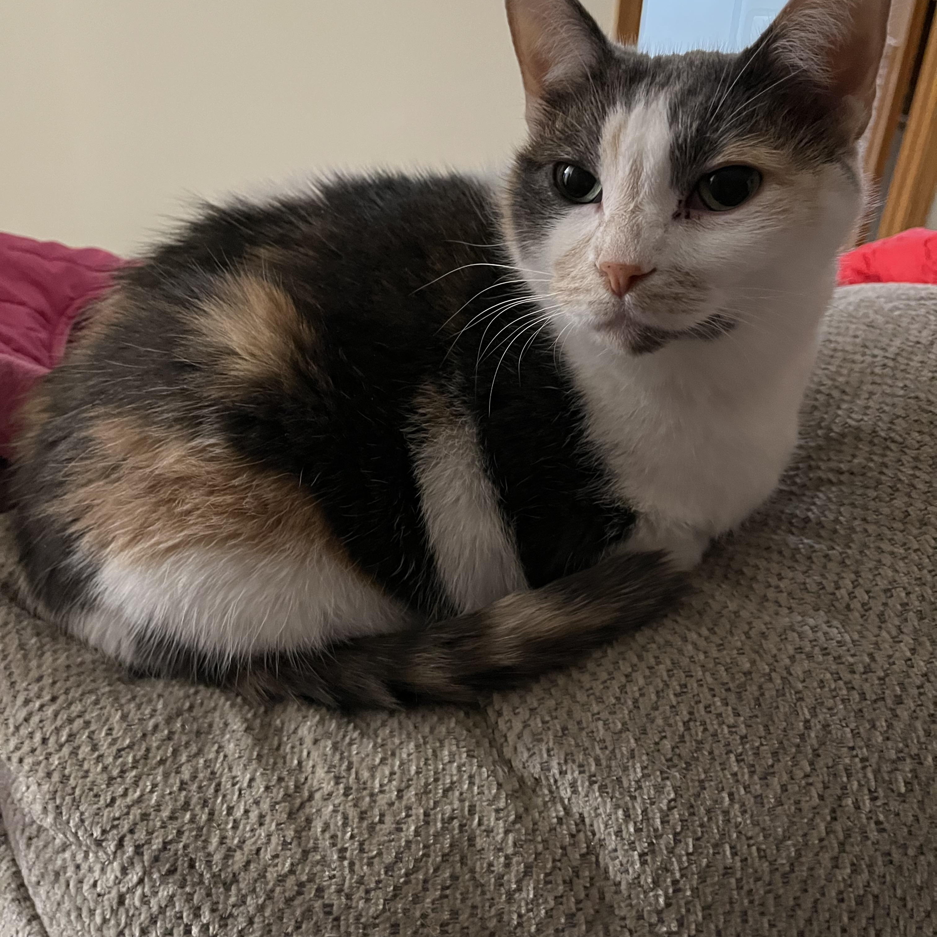 Enlarge Kensie, a Adopted Calico in Proctor, MN image 2/2